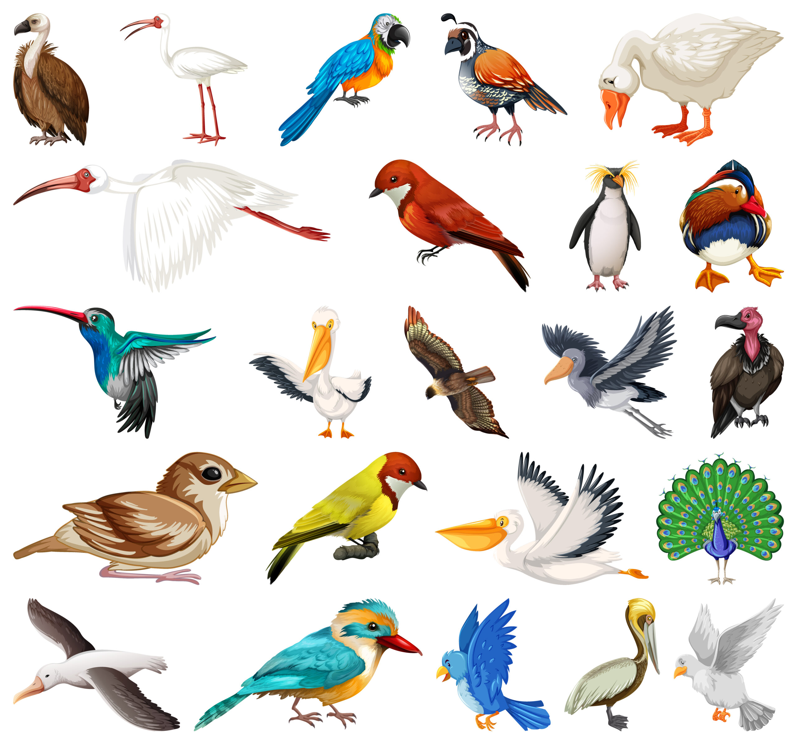 How to Identify Birds in Florida: A Beginner’s Guide