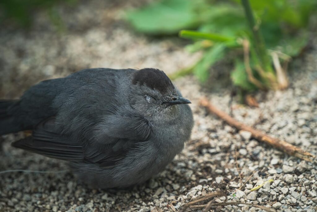 Detailed image of a bird resting on the gravel ground, showcasing natural wildlife beauty.