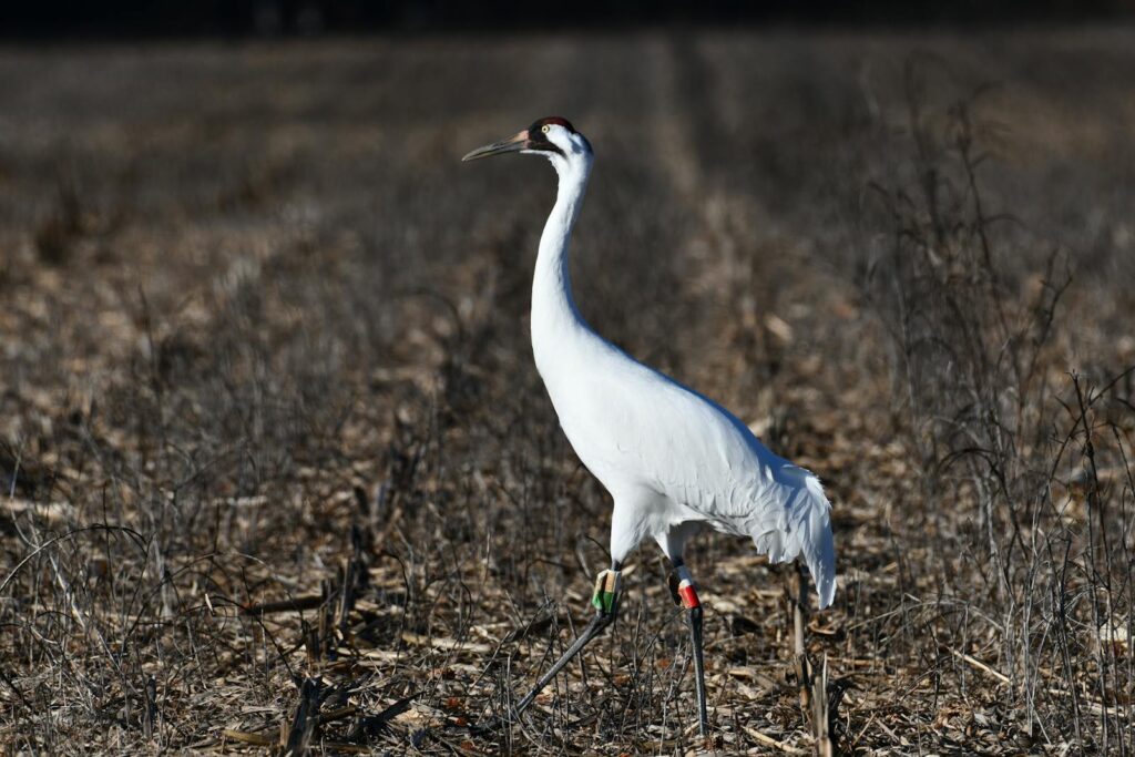 Stunning whooping crane standing tall in a dry field in Decatur, AL.
