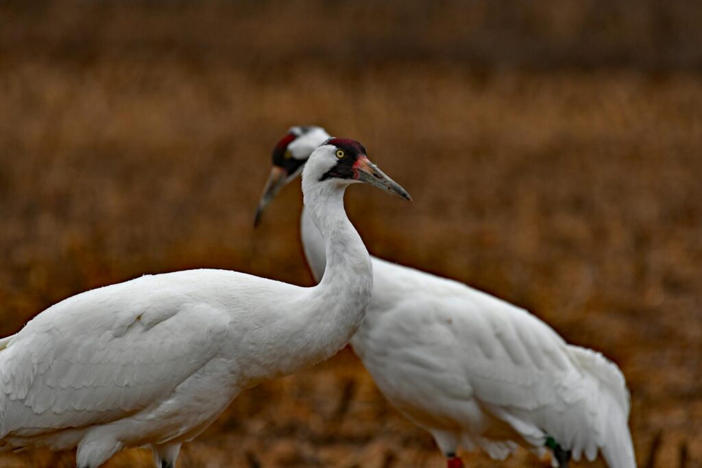 Close-up of whooping cranes standing in a field in Decatur, Alabama, USA.
