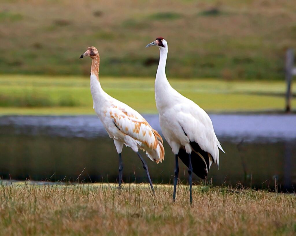 Pair of whooping cranes standing by a serene lake, captured in their natural habitat.