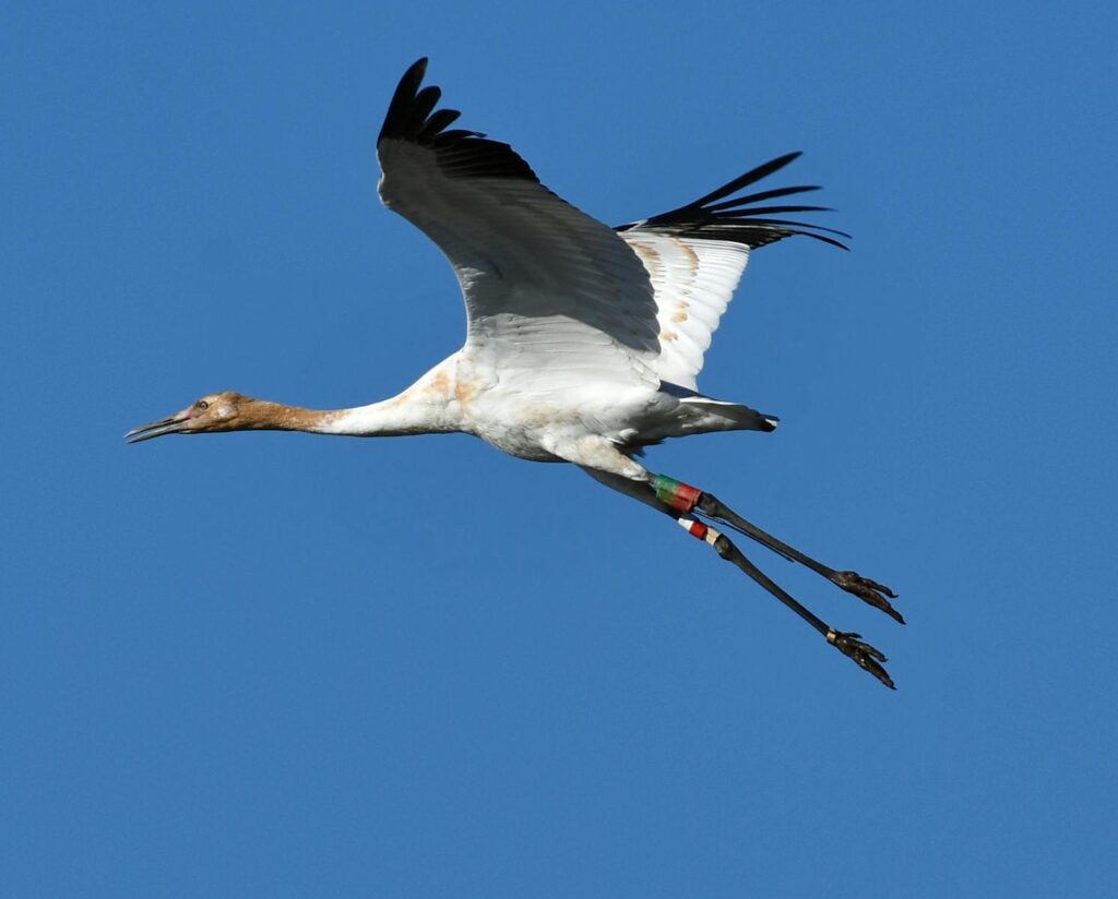 A whooping crane gracefully soars in the clear blue sky over Decatur, Alabama.