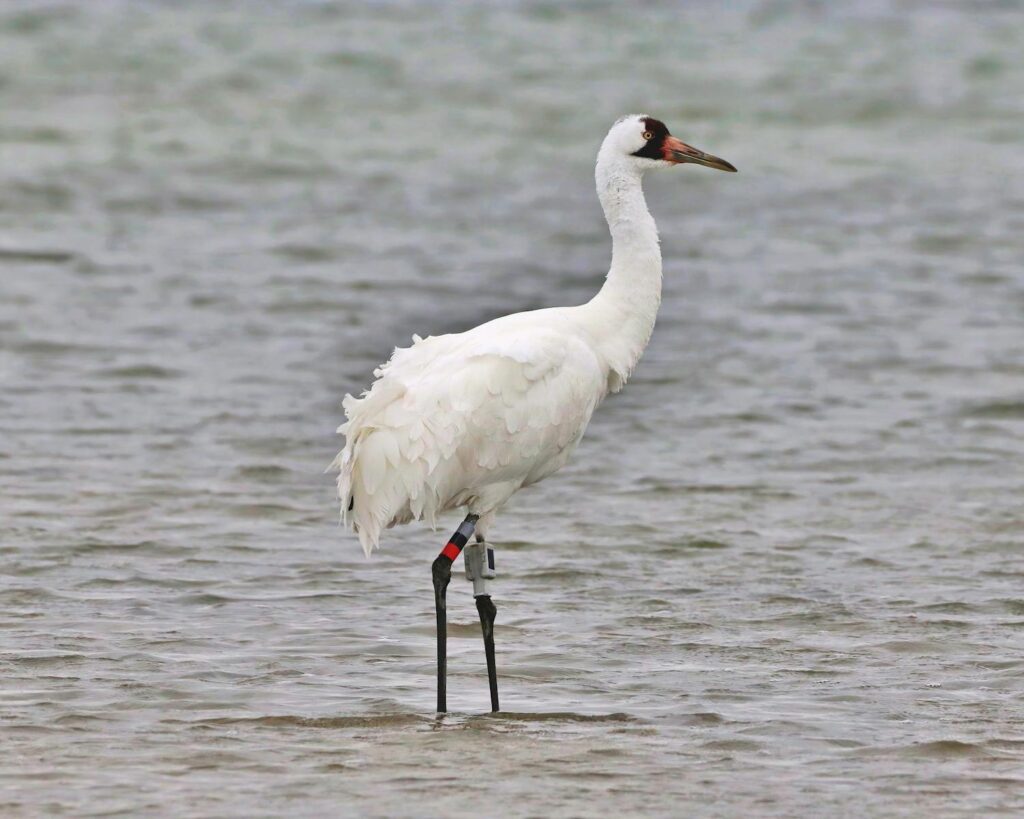A solitary whooping crane stands gracefully in a shallow lake, showcasing wildlife beauty.