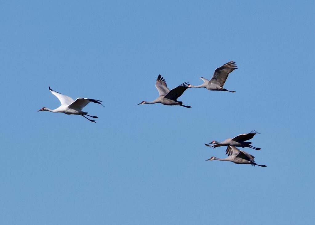 A flock of sandhill and whooping cranes gracefully flying in Decatur, Alabama.