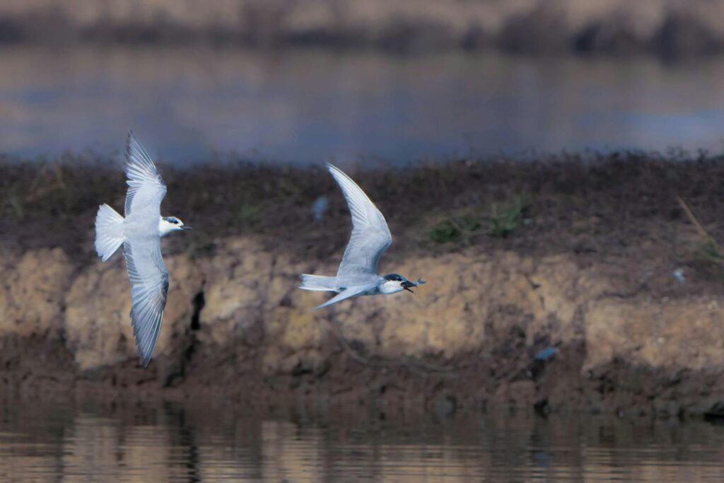 Coastal Birds