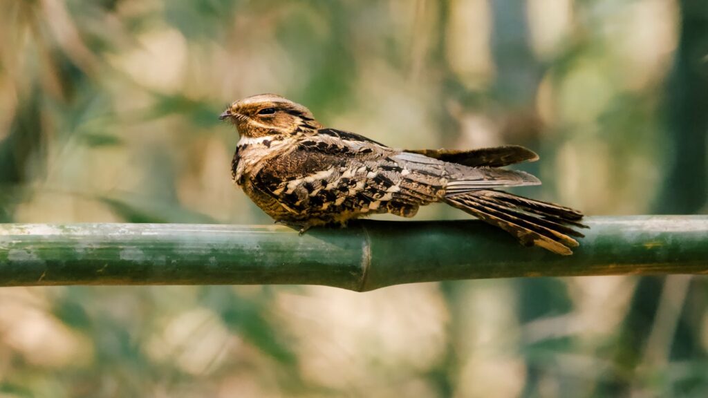 Beautiful nightjar bird resting on green bamboo, blending with its natural surroundings.