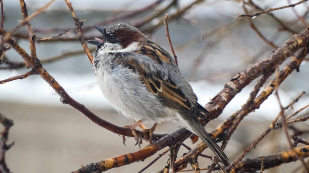 a bird is sitting on a tree branch