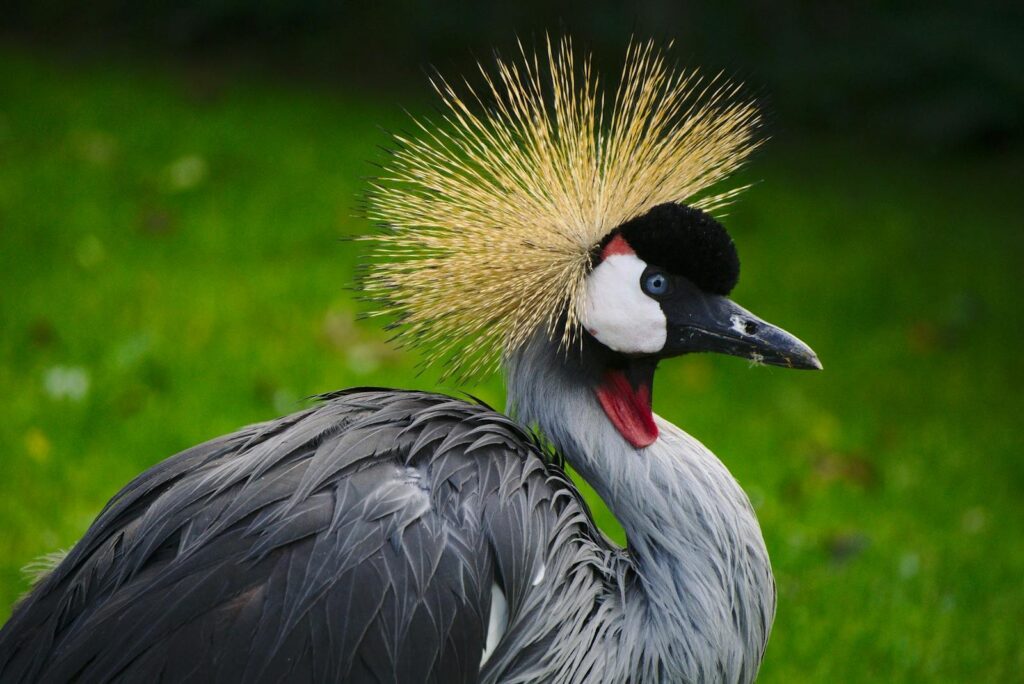Close-up of a grey crowned crane with vivid plumage in a natural setting.