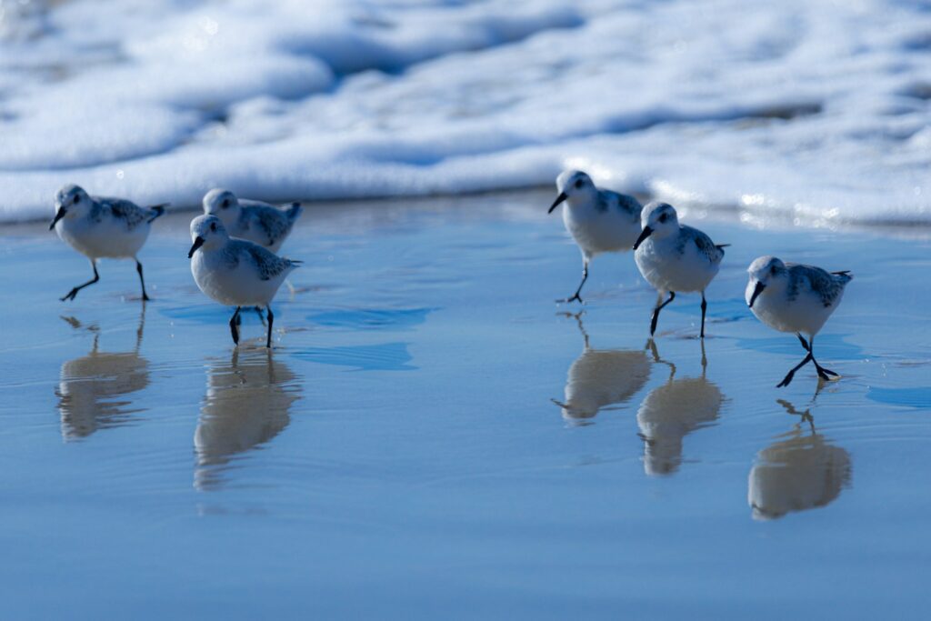 A group of birds standing on top of a beach