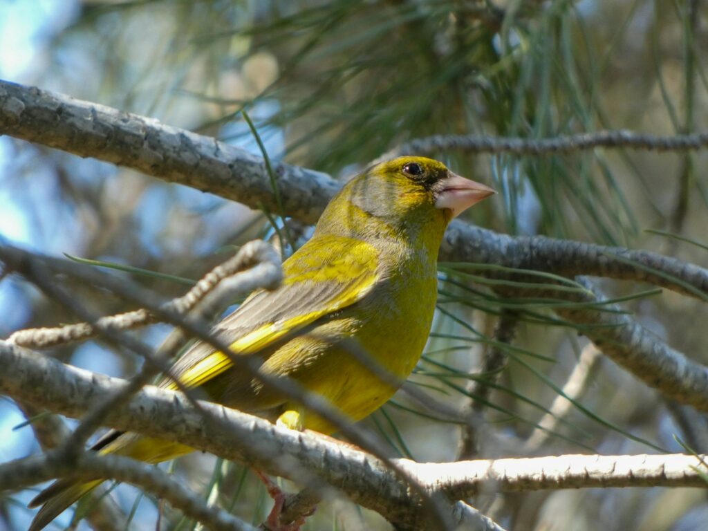 birds that sing at night