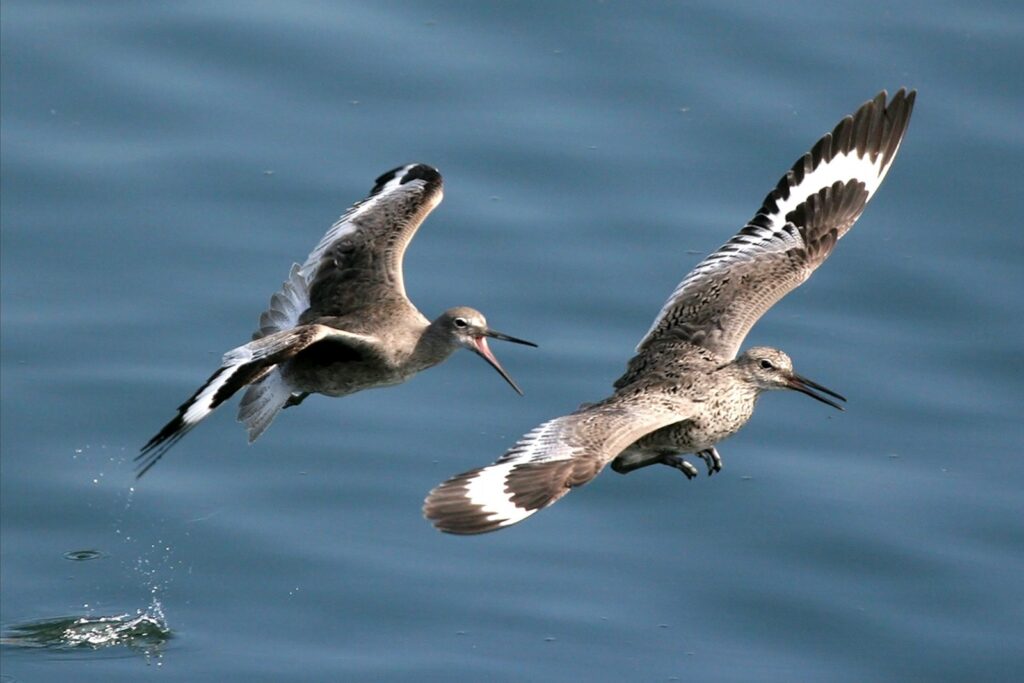 A couple of birds flying over a body of water