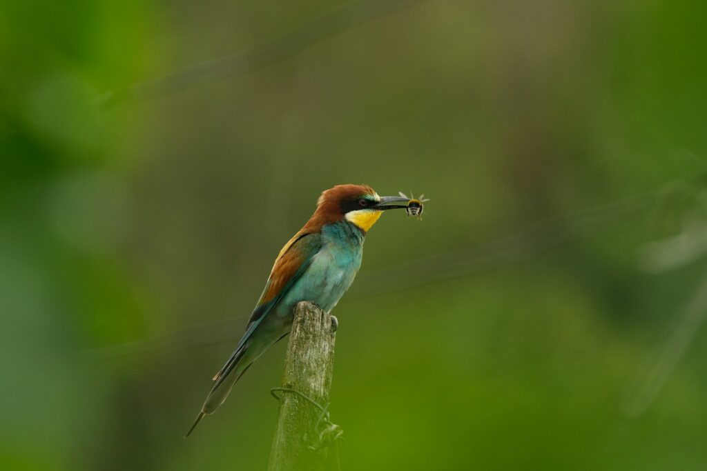 Birds That Mate for Life