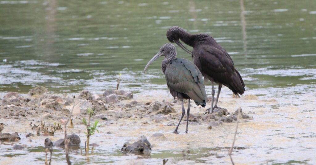 two birds near lake