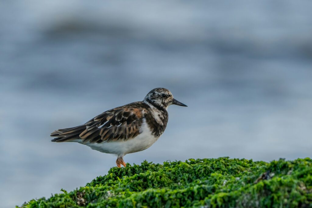 A small bird standing on top of a green patch of grass