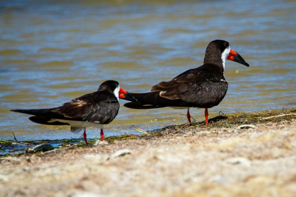 black duck on water during daytime