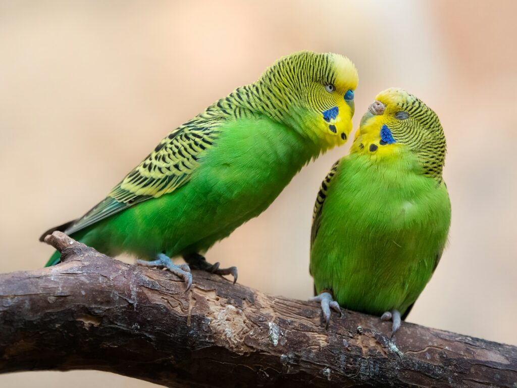 a couple of green birds sitting on top of a tree branch