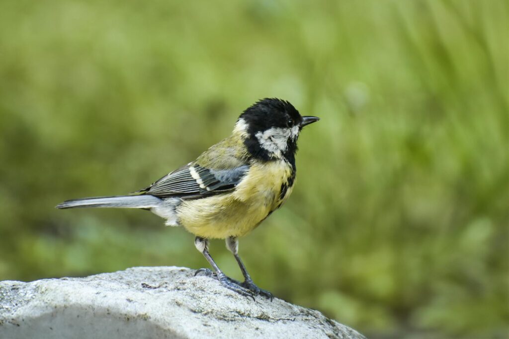 A coal tit bird stands on a rock surrounded by a lush green background, exemplifying natural wildlife beauty.