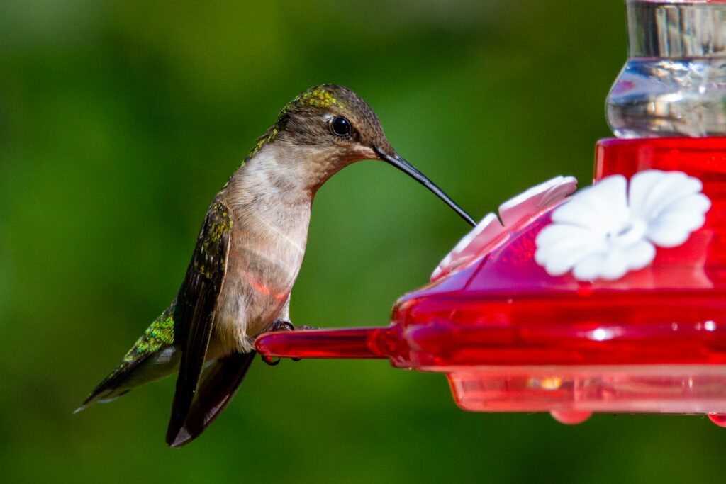 brown and green humming bird flying